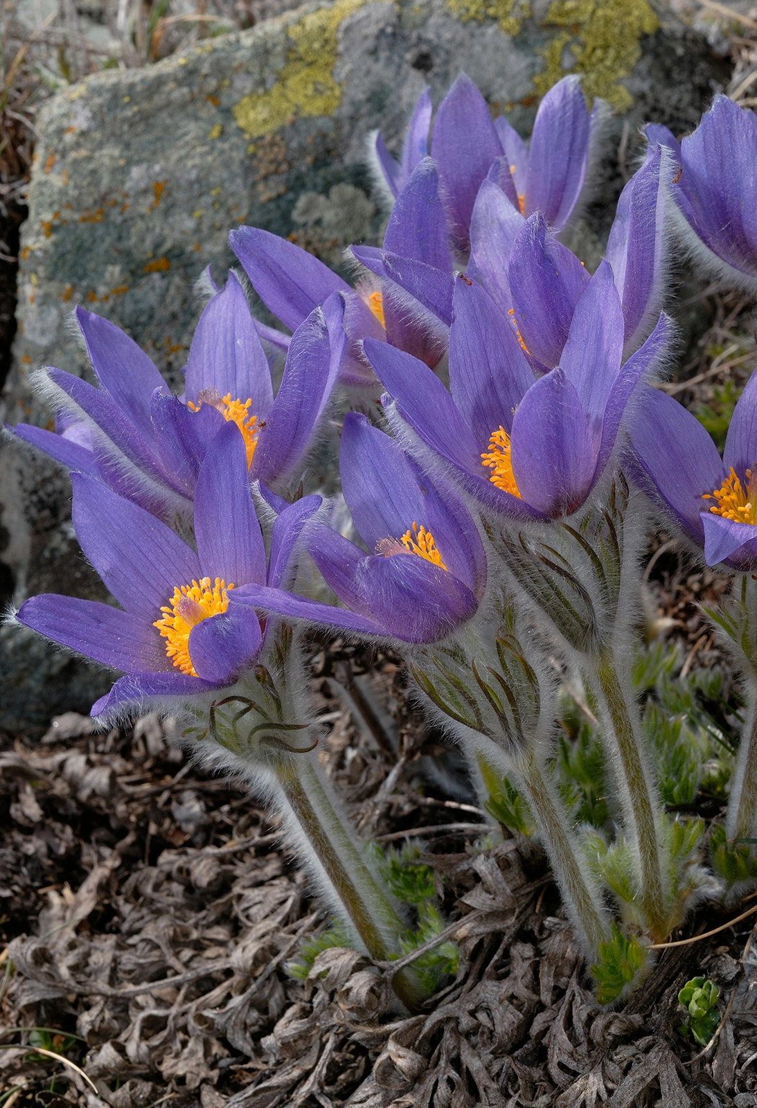 Photo Maurizio Broglio - Pulsatilla halleri